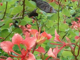 Bauhinia galpinii, some age-related changes